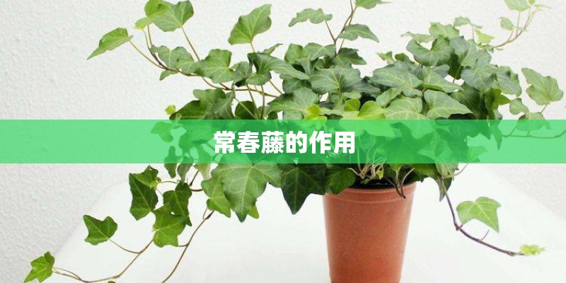 常春藤的作用