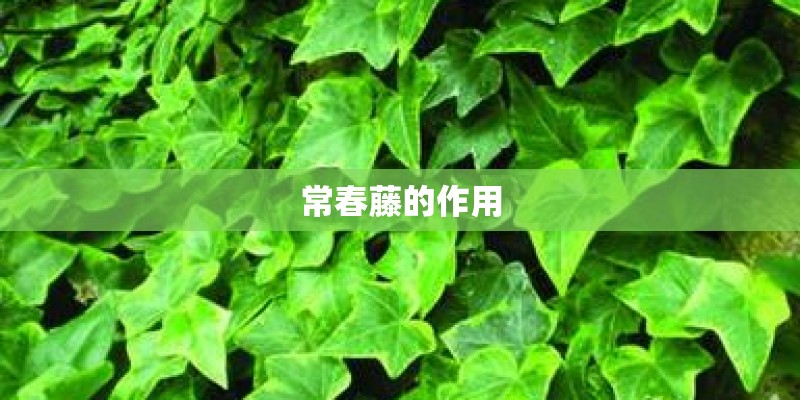 常春藤的作用