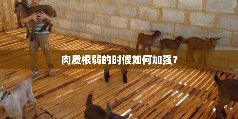 肉质根弱的时候如何加强? 肉质根弱的时候如何加强?