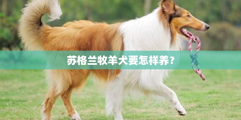 苏格兰牧羊犬要怎样养? 苏格兰牧羊犬要怎样养?