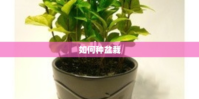 如何种盆栽