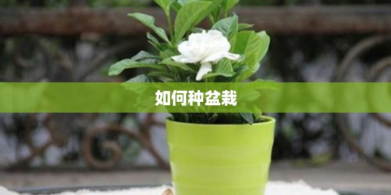 如何种盆栽