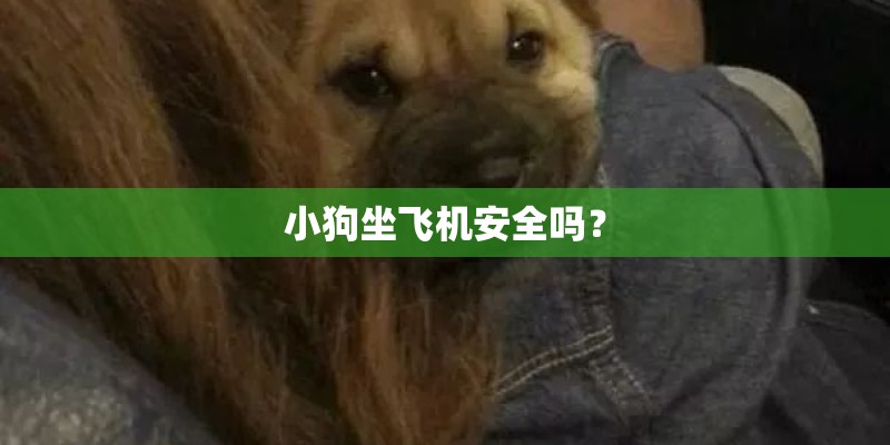 小狗坐飞机安全吗？