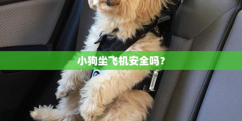 小狗坐飞机安全吗？