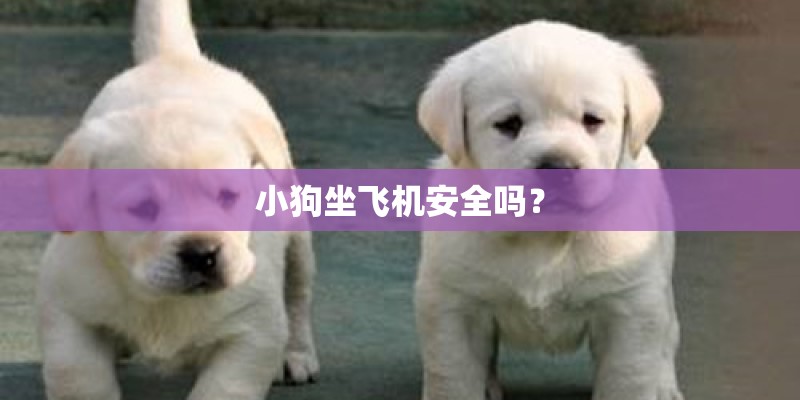 小狗坐飞机安全吗？