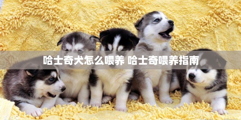 哈士奇犬怎么喂养 哈士奇喂养指南