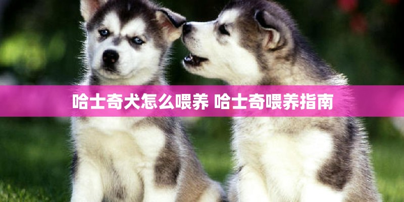 哈士奇犬怎么喂养 哈士奇喂养指南