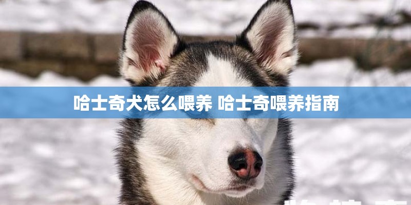 哈士奇犬怎么喂养 哈士奇喂养指南