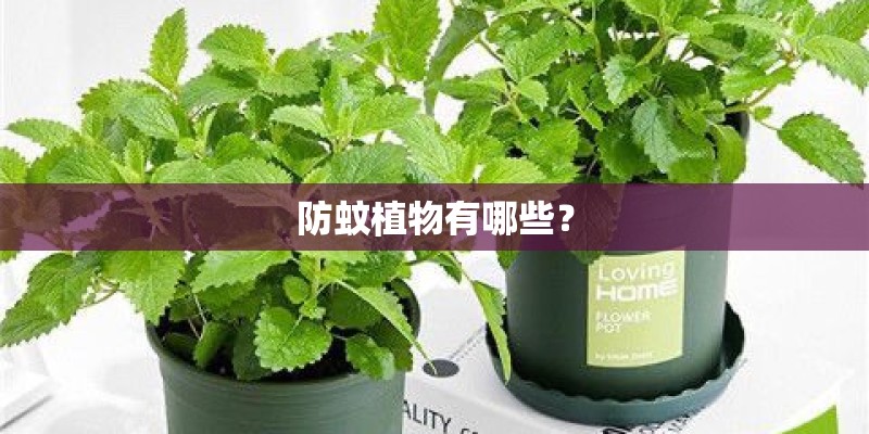 防蚊植物有哪些？