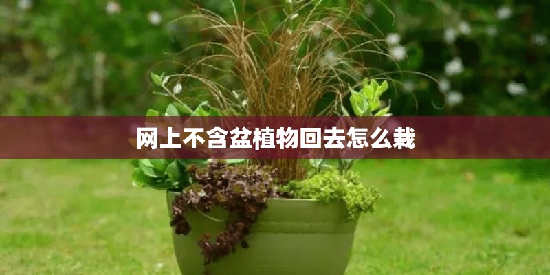 网上不含盆植物回去怎么栽
