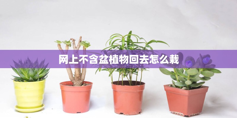 网上不含盆植物回去怎么栽