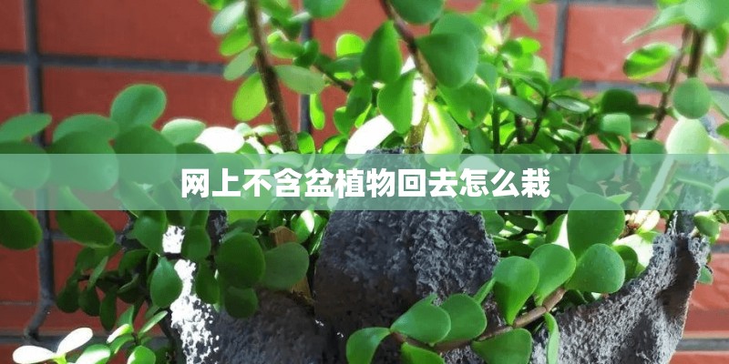 网上不含盆植物回去怎么栽