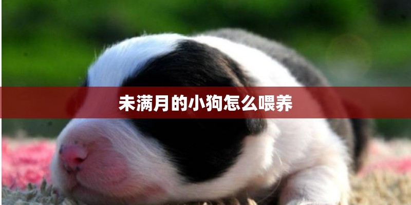 未满月的小狗怎么喂养