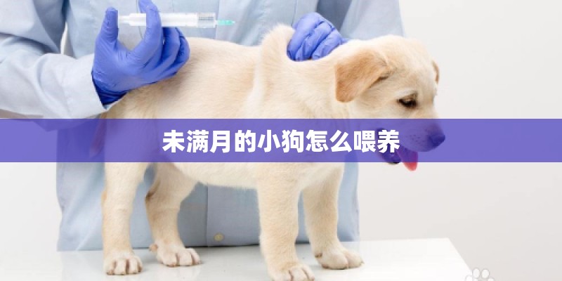 未满月的小狗怎么喂养