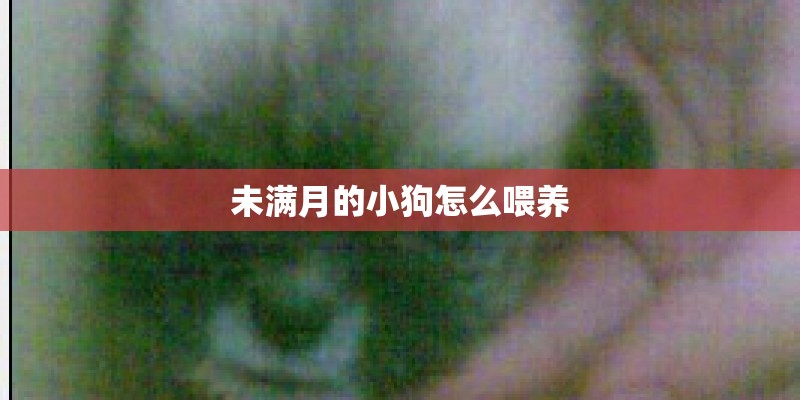 未满月的小狗怎么喂养