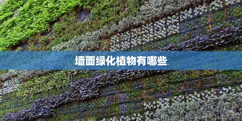墙面绿化植物有哪些