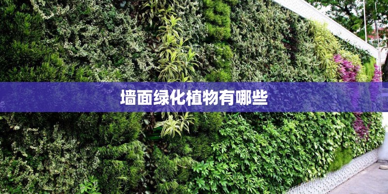 墙面绿化植物有哪些