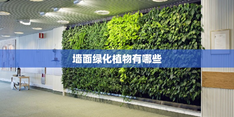 墙面绿化植物有哪些