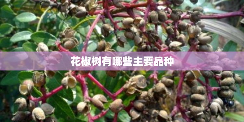 花椒树有哪些主要品种