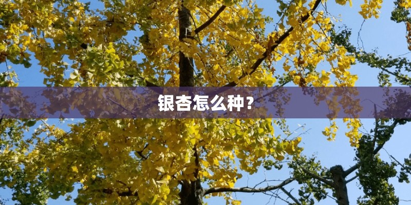 银杏怎么种？