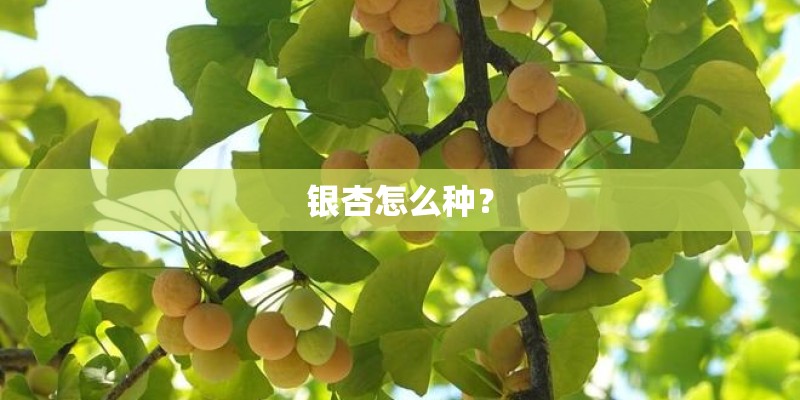 银杏怎么种？