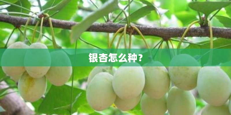银杏怎么种？
