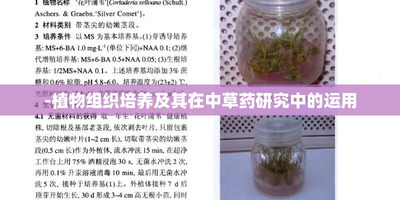 -植物组织培养及其在中草药研究中的运用