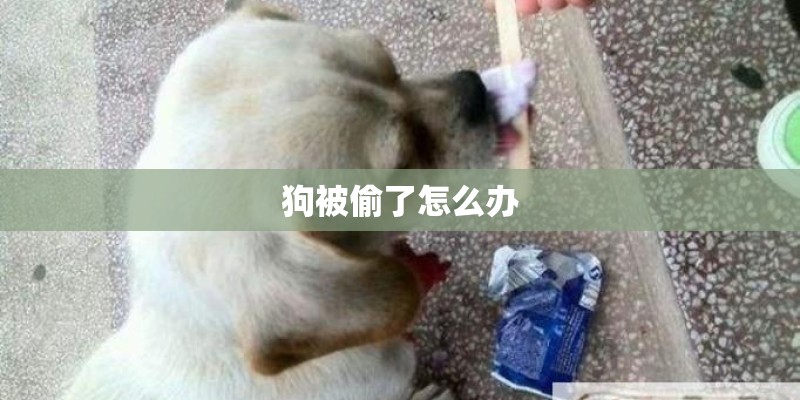 狗被偷了怎么办