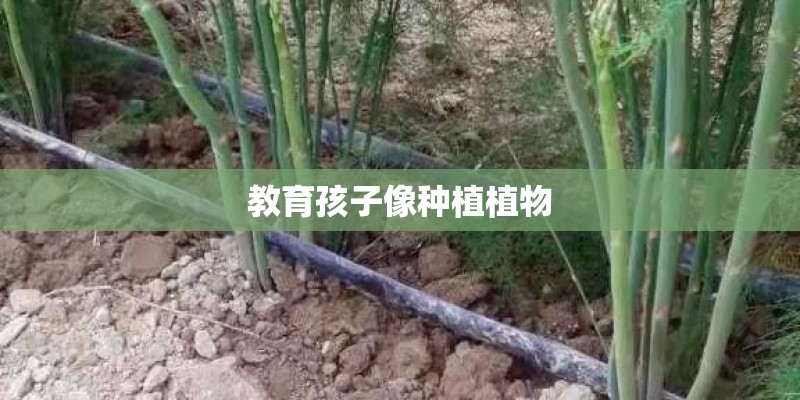 教育孩子像种植植物