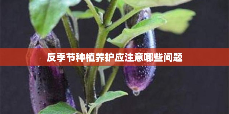 反季节种植养护应注意哪些问题 反季节种植养护应注意哪些问题