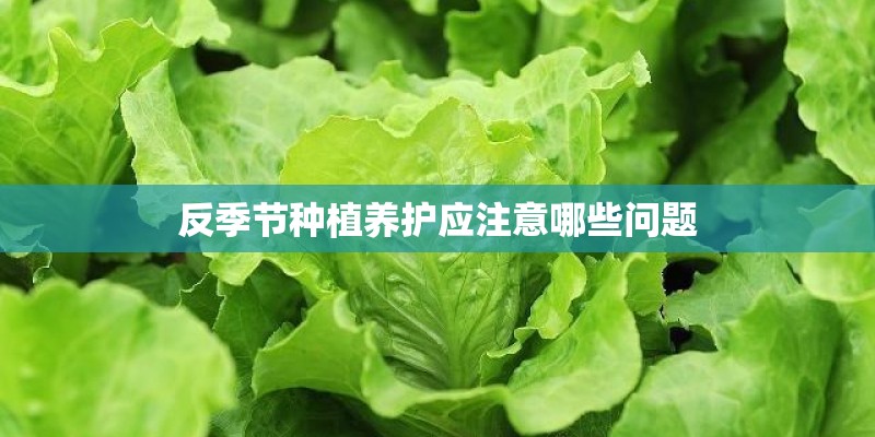 反季节种植养护应注意哪些问题