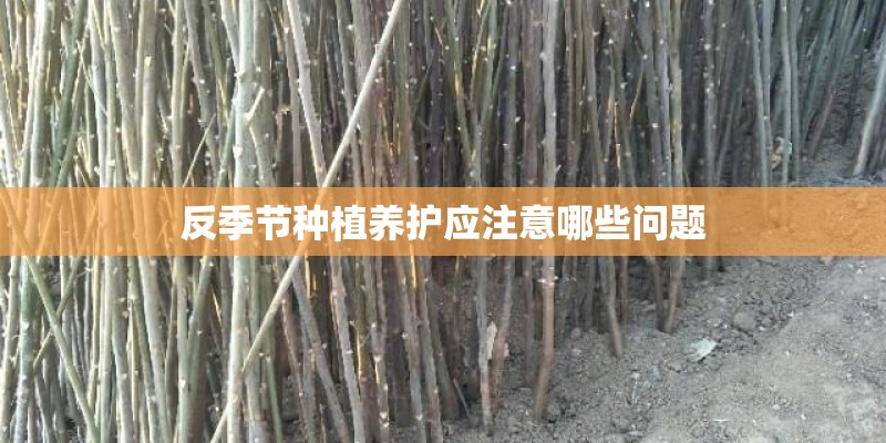 反季节种植养护应注意哪些问题 反季节种植养护应注意哪些问题