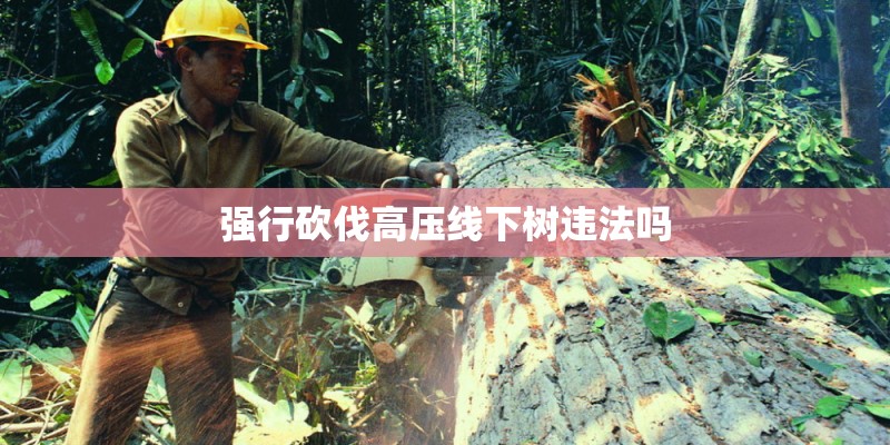 强行砍伐高压线下树违法吗