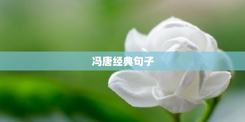 冯唐经典句子