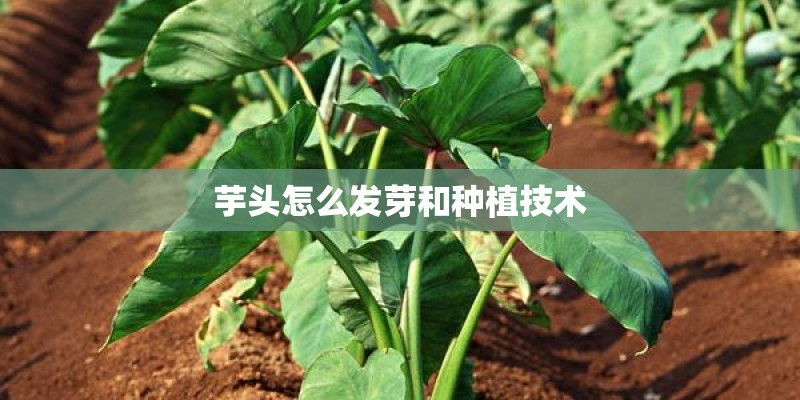 芋头怎么发芽和种植技术