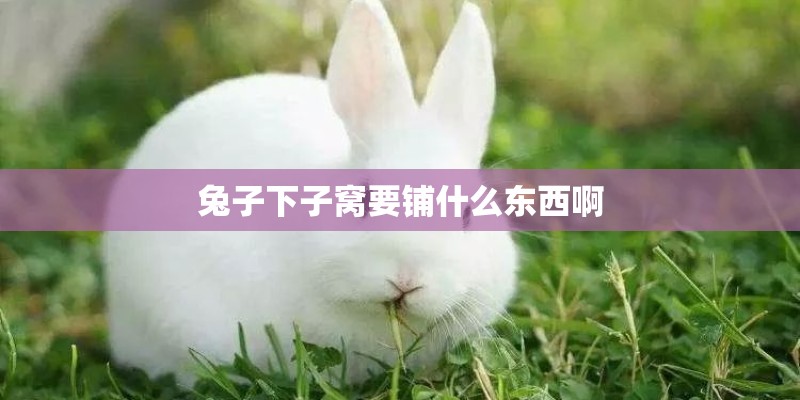 兔子下子窝要铺什么东西啊