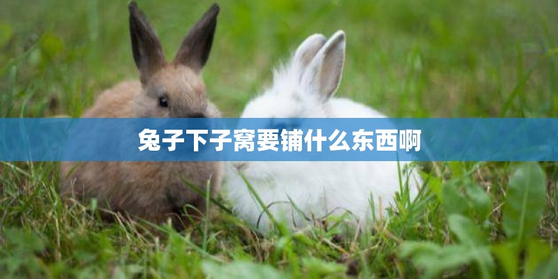 兔子下子窝要铺什么东西啊