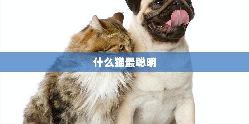 什么猫最聪明