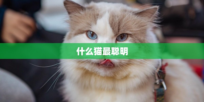 什么猫最聪明