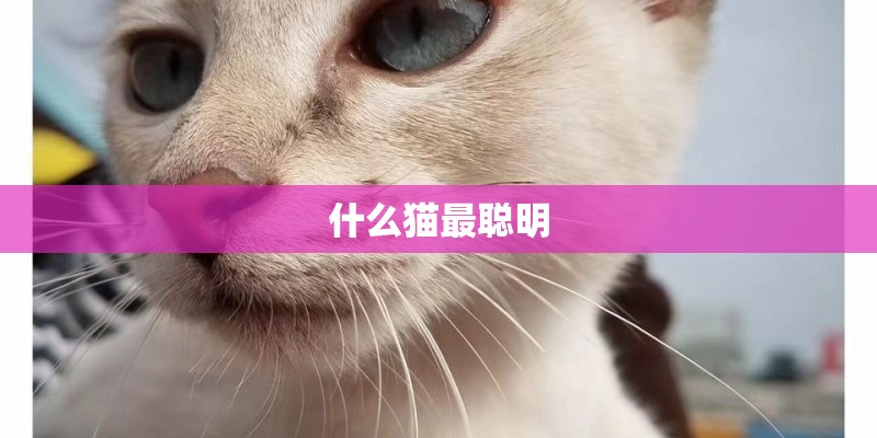 什么猫最聪明