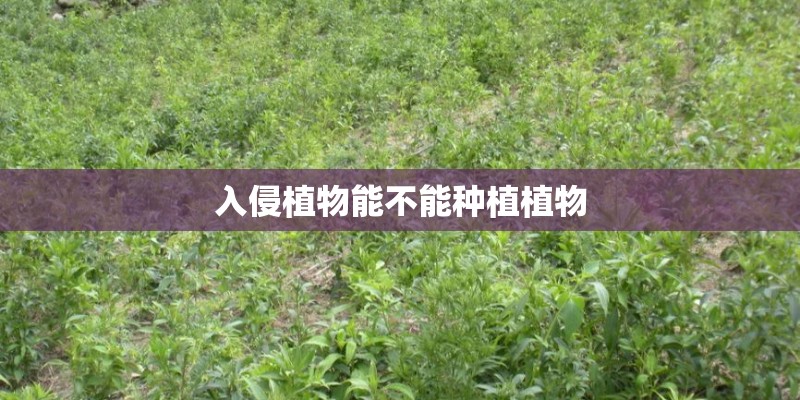 入侵植物能不能种植植物
