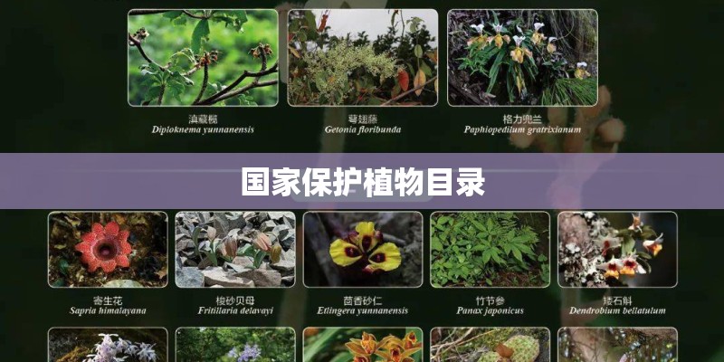 国家保护植物目录