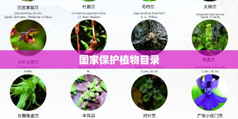 国家保护植物目录
