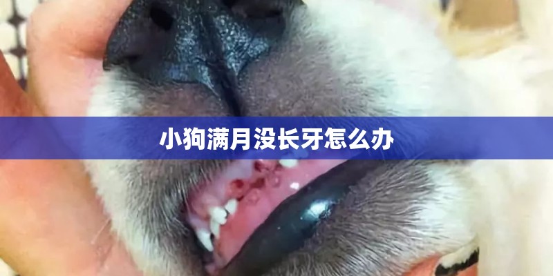 小狗满月没长牙怎么办