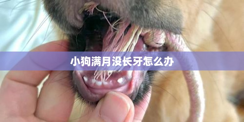 小狗满月没长牙怎么办
