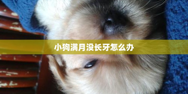 小狗满月没长牙怎么办