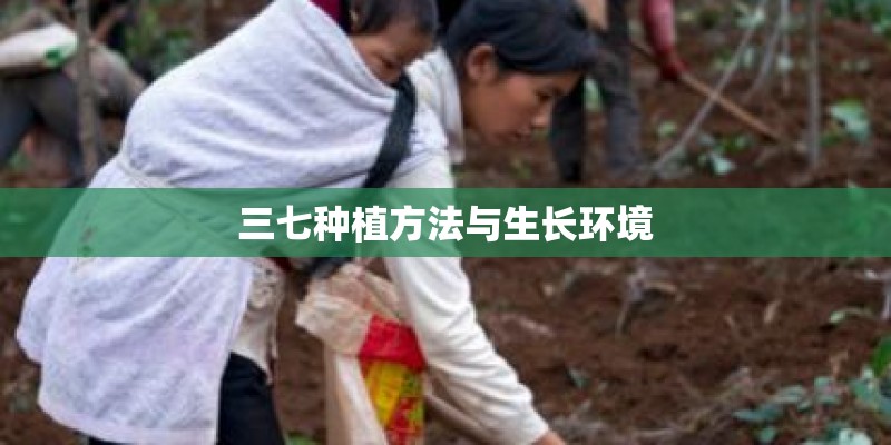 三七种植方法与生长环境