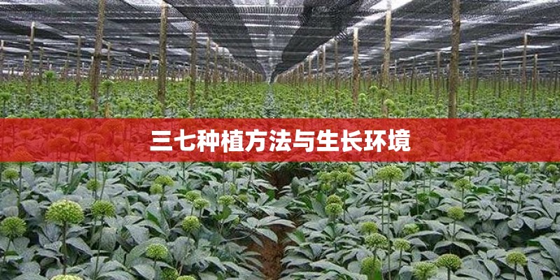 三七种植方法与生长环境