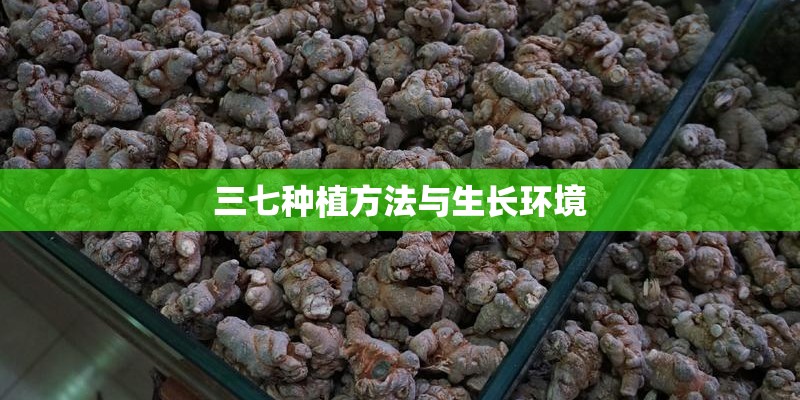 三七种植方法与生长环境