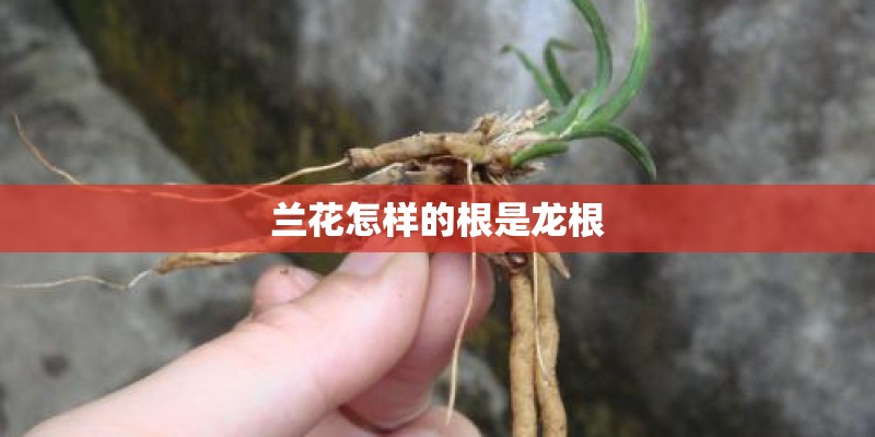 兰花怎样的根是龙根